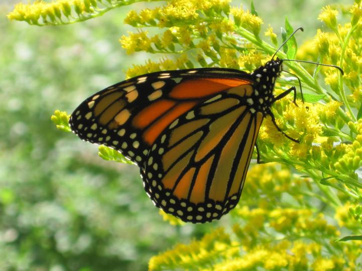 Best Milkweed Varieties For Monarch Butterflies | Almanac.com